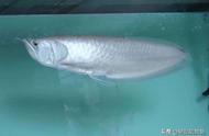 银龙鱼：风水鱼、招财鱼与观赏鱼的完美结合
