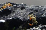 迷你螃蟹与小型观赏鱼的混养指南