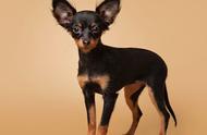 探索最小的萌犬世界：世界上十大最小的狗狗