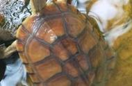 黄喉拟水龟：生态习性及饲养指南