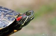 揭秘最危险的入侵物种：巴西龟的威胁与挑战