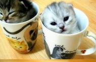 揭秘茶杯猫的寿命与品种