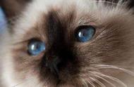 欧洲缅甸猫：纯奶油色小宝宝的宠物百科