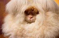 安哥拉兔：世界上毛发最长的兔子，其毛发长度高达38厘米