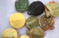 揭秘巴西龟品种背后的价值