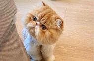 为什么“加菲猫”如此受欢迎？网友分享：一旦养了就不想换猫