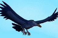 揭秘世界上最大的鹰：翅膀展开长达14米，寿命惊人