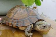 黄喉拟水龟养护指南：打造健康宠物生活