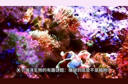 珊瑚：海底下的动物之谜