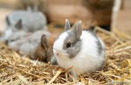 全球十大珍贵兔子品种