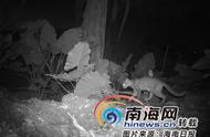 海南豹猫：猫科小猛兽的独特风采