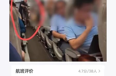 上海机场惊现宠物鼠登机事件，内幕大揭秘！