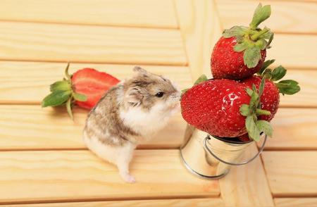 揭秘仓鼠草莓食谱：草莓仓鼠能否共享甜蜜时光？
