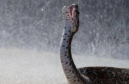 惊现神秘场景！雨中长啸的蛇，它在经历什么？