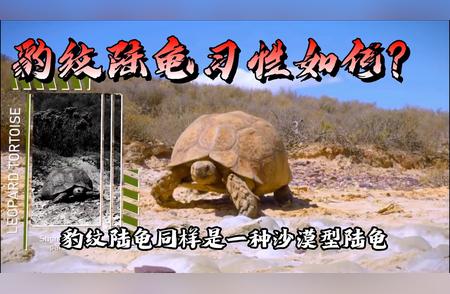 豹纹陆龟：非洲行者的神秘之旅！