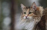 北欧神话中的精灵——挪威森林猫，你有兴趣养一只吗？