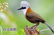 探索画眉科：中国33种独特的鸟类欣赏与识别