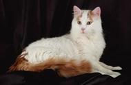 世界上最珍贵的猫品种之一：稀有的土耳其梵猫