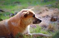 中华田园犬：欢笑、感动、无奈与心痛的记忆