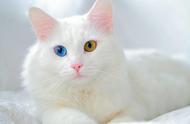 二十八种独特猫咪品种推荐：土耳其梵猫和土耳其梵科迪