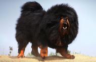藏獒：地球上最强悍的犬类