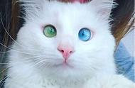 这只白色猫咪看似普通，但一旦睁开眼，令人惊叹！