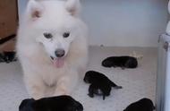 萨摩犬妈妈产下6只小狗，对幼崽毛发赞叹：父亲的基因真是强大！