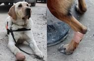 墨西哥搜救犬英勇牺牲，韩国搜救犬受伤坚持，地震现场的四足英雄们的故事