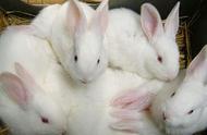 兔子的繁殖力和低脂肪率：为何未被人类广泛食用？