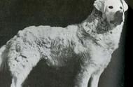 探索家族起源：库瓦兹犬（Kuvasz）的故事（66）