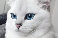 揭秘猫界的“美人胚子”外貌特征！