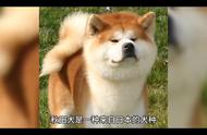 秋田犬：日本国宝级宠物