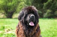 纽芬兰犬：超大型犬中的憨厚之选，来自纽芬兰的神秘犬种