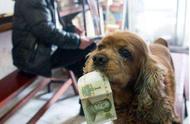 狗狗每日乞讨零钱，疯狂冲进商店，老板总是慷慨赠送。