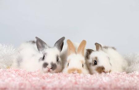 你能告诉我一些常见的宠物兔品种吗？你最喜欢哪一种？