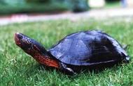广东草龟饲养指南：了解黑颈乌龟的养护要点