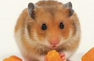 揭秘仓鼠的口味偏好：除了仓鼠粮，它们还喜欢吃这些！