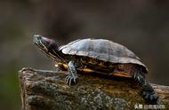 红耳巴西龟耐旱能力大揭秘！离开水能活多久？