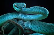 探索蛇的多样性：世界上蛇的种类有哪些？