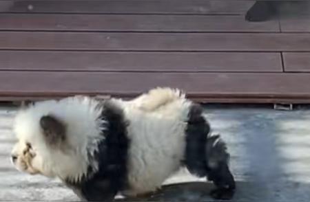 泰州动物园“熊猫犬”成为网红，网友纷纷猜测其来源