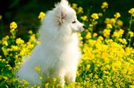 银狐犬的独特魅力：美丽与忠诚并存，为何养的人却不多？