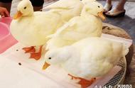 揭秘王思聪的宠物鸭：一只价值15000元的网红鸭
