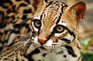 探秘虎猫：濒危野生动物之美与生存危机