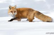 探索狐狸作为宠物的可能性：了解背后的真相