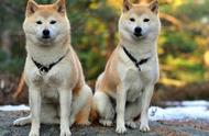 探索日本秋田犬：温柔与勇敢并存的忠诚伴侣