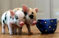探索茶杯猪：世界上最贵的宠物猪的身价之谜