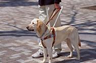 导盲犬：无声的守护者，盲人的眼睛