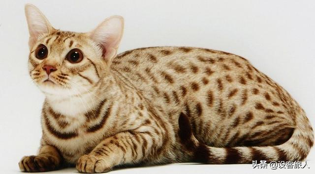 世界上最昂贵的29种猫